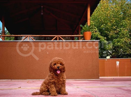Red Brown 3 Aylık Toy Poodle Yavrumuz Bi̇ngo görsel