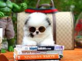 Ayı Surat Pomeranian Boo Yavrularımız