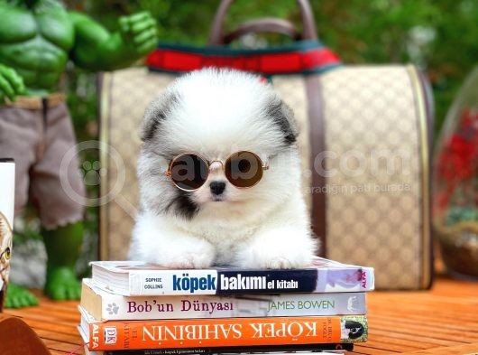 Ayı Surat Pomeranian Boo Yavrularımız görsel