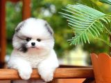 Irk Ve Sağlık Garantili Pomeranian Boo Yavrularımız