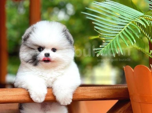 Irk Ve Sağlık Garantili Pomeranian Boo Yavrularımız görsel