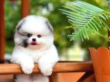 Ayı Surat Pomeranian Boo Yavrularımız