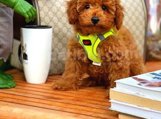 Tüy Dökülmesi Az Olan Toy Poodle  Yavrularımız görsel