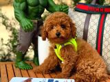 Tüy Dökülmesi Az Olan Toy Poodle  Yavrularımız