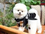 Aa Kalite Safkan  Pomeranian Oğlumuz