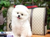 Aa Kalite Safkan  Pomeranian Oğlumuz