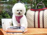 İstanbul Ödül Adayı Aa Plus Safkan Boo Pomeranian