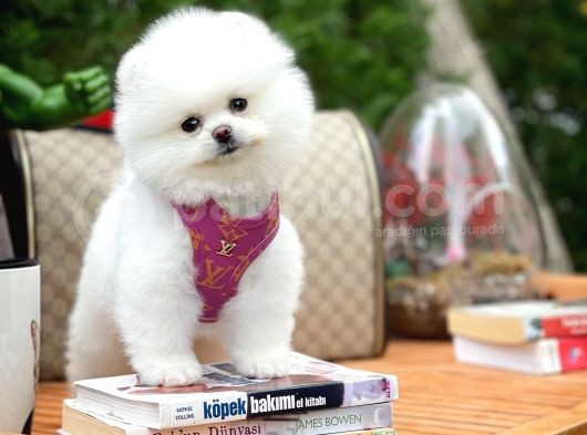 İstanbul Ödül Adayı Aa Plus Safkan Boo Pomeranian görsel
