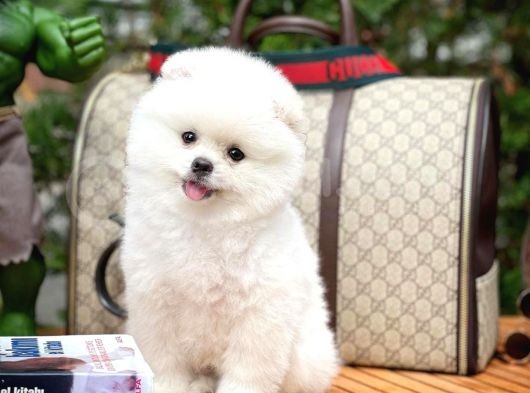 İstanbul Aa Plus Safkan Boo Pomeranian görsel