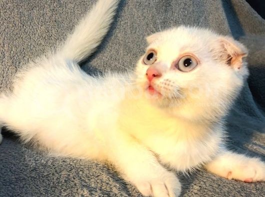 İstanbul 2 Aylık Scottish Fold Erkek görsel