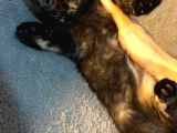 İstanbul 2 Aylık Scottish Fold