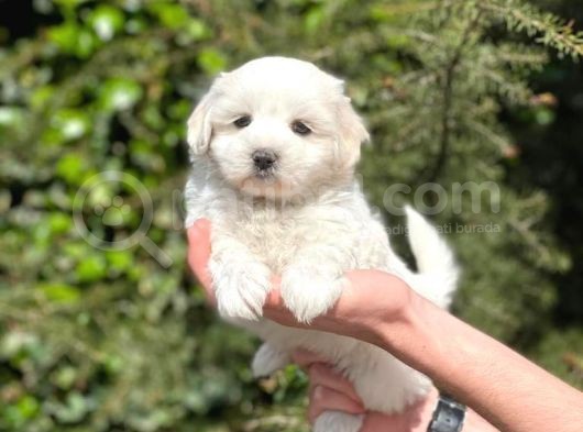 Minik Maltese Terrier görsel