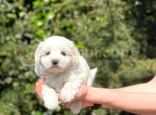 Minik Maltese Terrier görsel