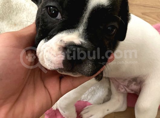 İzmir French Buldog Yavru