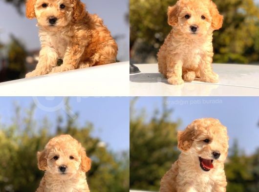 İstanbul Apricot Toy Poodle Yavrular