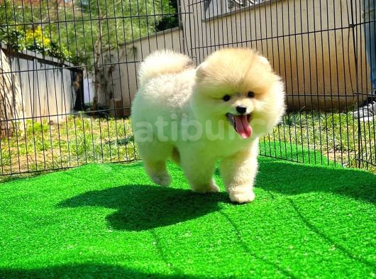 İstanbul Ayı Surat Pomeranian Boo Yavrularımız görsel