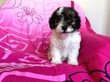 İstanbul Tatlı Morkie Yavruları