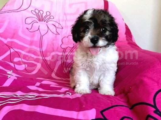 İstanbul Tatlı Morkie Yavruları görsel