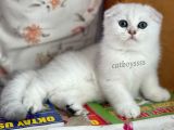 İstanbul Silver Shaded Scottish Fold Erkek Yavru