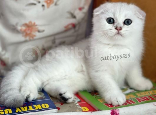 İstanbul Silver Shaded Scottish Fold Erkek Yavru görsel