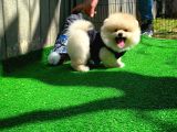 İstanbul Ayı Surat Pomeranian Boo Yavrularımız