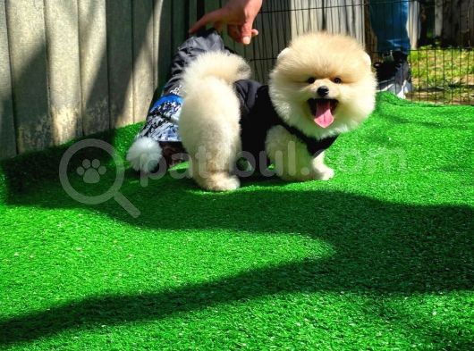 İstanbul Ayı Surat Pomeranian Boo Yavrularımız görsel