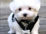 İstanbul Terrier Maltese