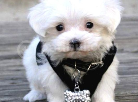 İstanbul Terrier Maltese