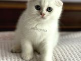 İstanbul Silver Shaded Scottish Fold Erkek Yavru