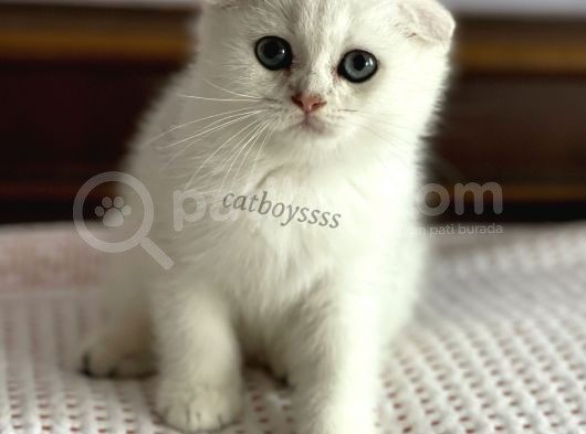 İstanbul Silver Shaded Scottish Fold Erkek Yavru görsel