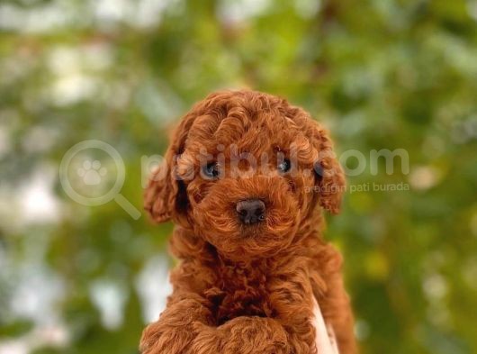 İstanbul Toy Poodle Yavrular ( Vogue Pet )