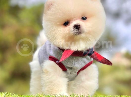 Tatlı Pomeranian Boo görsel