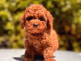 İstanbul Toy Poodle Yavrular ( Vogue Pet )