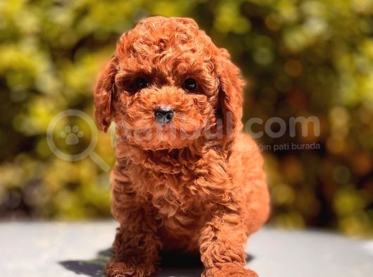 İstanbul Toy Poodle Yavrular ( Vogue Pet ) görsel
