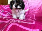 İstanbul Tatlı Morkie Yavruları