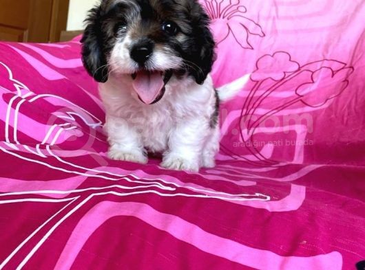 İstanbul Tatlı Morkie Yavruları görsel