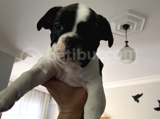 İzmir French Buldog Yavru görsel