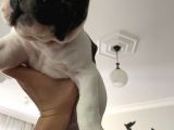 İzmir French Buldog Yavru