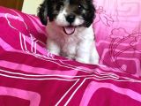 İstanbul Tatlı Morkie Yavruları