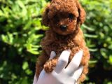 İstanbul Toy Poodle Yavrular ( Vogue Pet )