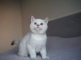 Full Şecereli British Shorthair Golden Point