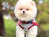 Tatlı Pomeranian Boo
