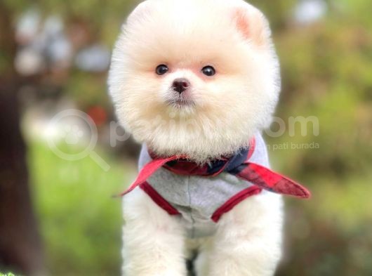 Tatlı Pomeranian Boo