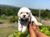 İstanbul Maltese Terrier