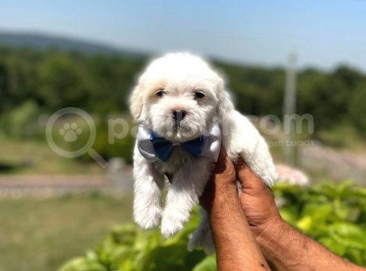 İstanbul Maltese Terrier görsel