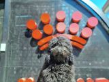 İstanbul Siyah Toy Poodle Yavrular