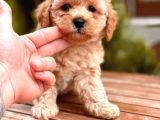İstanbul Apricot Toy Poodle Yavrular