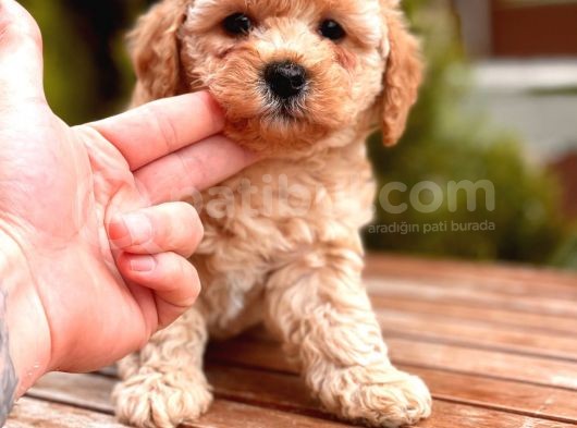 İstanbul Apricot Toy Poodle Yavrular görsel