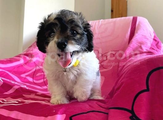 İstanbul Tatlı Morkie Yavruları görsel