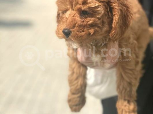Süper Kalite Poodle Yavrularımız görsel